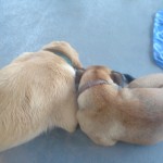 SamAndSadie