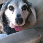 Toby