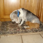 Trooper_Sophie1